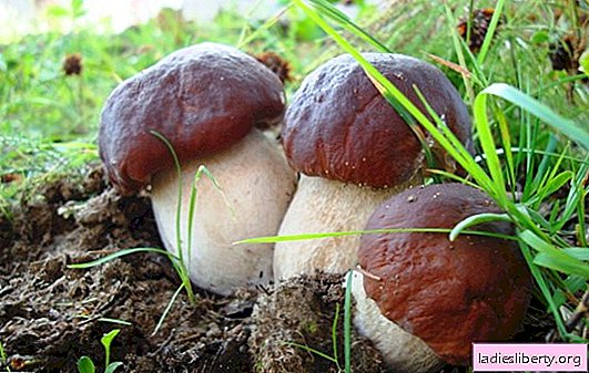 Porcini 버섯의 꿈 : 재정적 승리 또는 개인 생활에서의 성공. 기본 해석-포르 치니 버섯은 무엇을 꿈꿉니까?