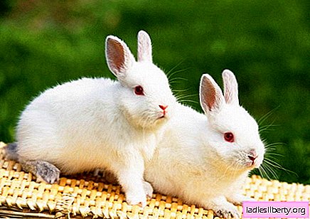מדוע ארנבים חולמים?