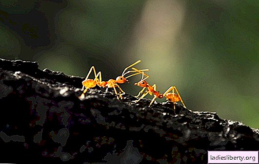 De quoi rêvent les fourmis? Les principales interprétations de différents livres de rêves - de quoi rêvent les fourmis