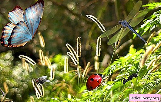 על מה חולמים חרקים: יפה או נושכים בחלום? הפירושים העיקריים לספרי חלומות שונים מדוע חרקים חולמים עליהם?