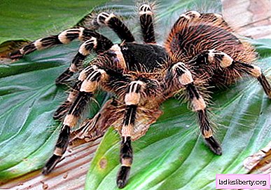 What spiders dream of: big and small, spider bite, huge tarantula