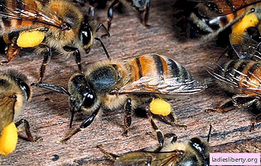 ما الذي يحلم به النحل ، لسعة النحل أو سرب من النحل؟ التفسيرات الرئيسية لكتب الأحلام المختلفة - ما هي النحل الذي يحلم به