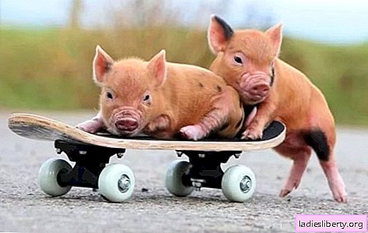 Why do piglets dream: in a house, on the street, in unexpected places? Basic Interpretations - What Piglets Dream About