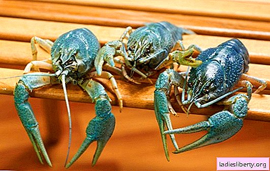 What do crayfish dream of: live or boiled? The main interpretations of different dream books - why crayfish, crayfish dishes