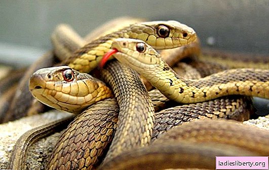 Por qué las serpientes sueñan con un hombre: una serpiente atacó y mordió en un sueño, acurrucada en una bola. Interpretaciones básicas: ¿por qué los hombres sueñan con serpientes?