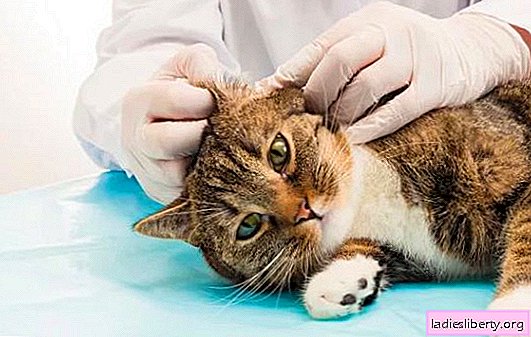 ¿Cómo limpiar sin dolor las orejas de un gatito? ¿Puedo usar bastoncillos de algodón? Reglas para limpiar las orejas de un gatito en casa