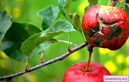 Cómo lidiar con la costra en la manzana, qué tipo de enfermedad es, los métodos para tratar la costra. Qué hacer si hay una costra en el manzano, prevención