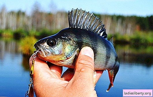 How to clean perch quickly and efficiently without much effort. How to clean and cut perch for fish soup, roasting and baking