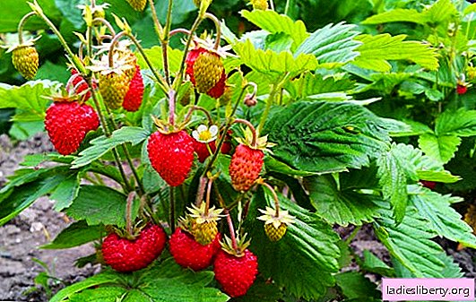 Cómo cultivar fresas de jardín a partir de semillas garantizadas: secretos. Cultivar fresas a partir de semillas es una actividad minuciosa pero interesante.