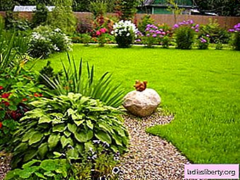 How to competently create a lawn in your backyard