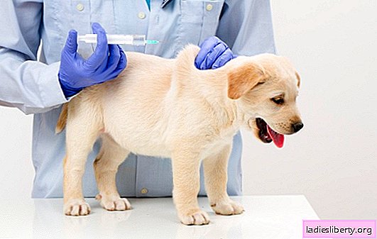 Quand et comment vacciner les chiens contre les maladies, à quel âge un chiot est-il vacciné? Quel vaccin vous devez faire en premier