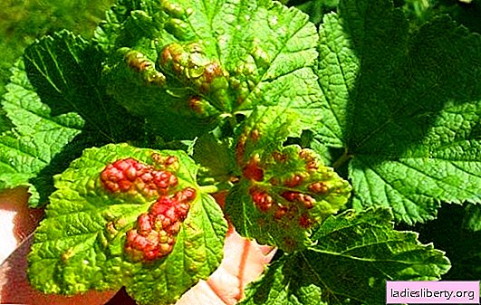 How to get rid of diseases: anthracnose on currant. Symptoms and methods of treating currants from anthracnose