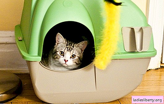 Làm thế nào để thoát khỏi giun ở mèo. Giun ở mèo: nguyên nhân, triệu chứng và phương pháp điều trị