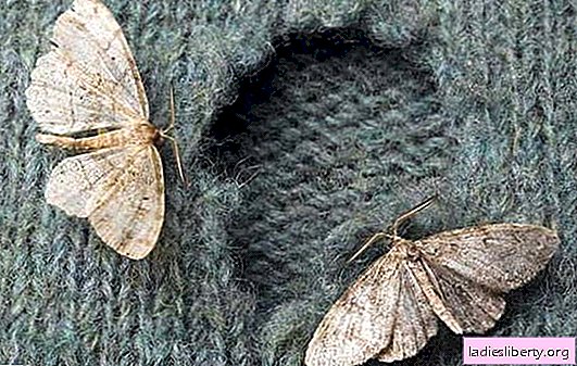 How to get rid of moths in the kitchen and in the wardrobe? How to store things correctly so that they do not get moths, methods of getting rid of moth larvae