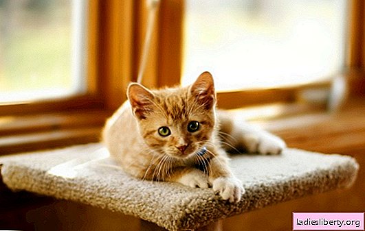Come si organizza un gatto con un brownie e quali gattini sono i migliori per un matrimonio? Credenze popolari su animali misteriosi - gatti