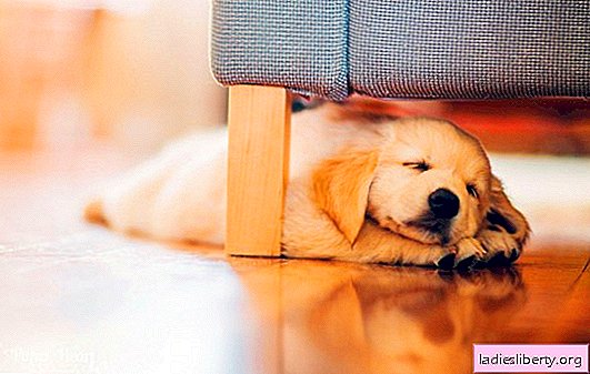 How to care for a little puppy while living in an apartment. Puppy in the apartment, how to provide him with full care