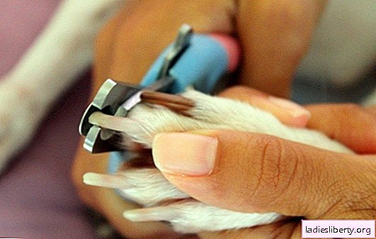 Comment couper les griffes d’un chien: outils nécessaires, séquence d’actions. Comment comprendre qu'il est temps qu'un chiot se coupe les griffes?