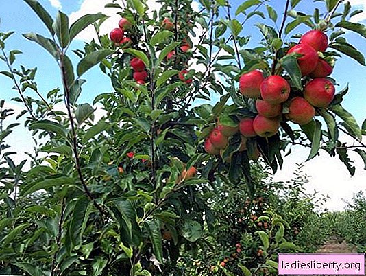 "Kazananlar için şeref" elma iyi bir hasat nasıl elde edilir. Glory to Winners çeşitliliğinin ayrıntılı özellikleri: avantajları