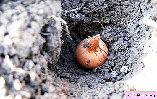 Comment obtenir une récolte précoce d'oignons: planter à l'automne. Technologie de culture du sevka d'oignon: plantation en hiver et ses caractéristiques