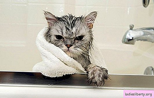 Como lavar um gatinho (vídeo): a escolha do xampu e as regras do procedimento. É possível lavar um gatinho, com que idade e por quê?
