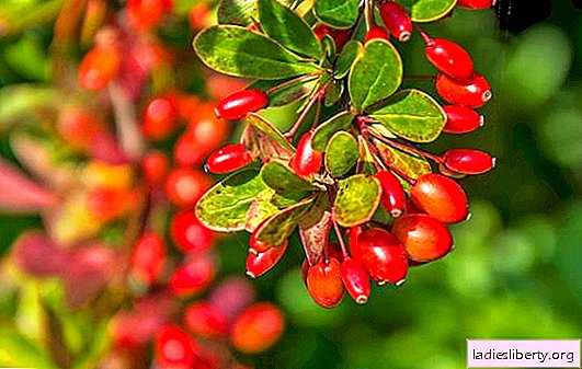 How to plant barberry: the choice of soil, place, planting dates. Care for barberries in the garden: watering, fertilizing, pruning and processing from pests