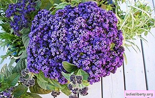 How to plant a heliotrope - "next to the sun." All about planting a heliotrope and taking care of this fragrant garden plant in the open ground
