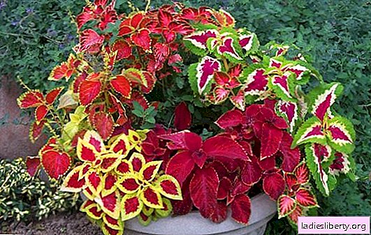 How to plant a coleus from seeds at home. How to care for coleus in order to maintain the health of the bush