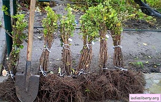 Cómo plantar grosellas en otoño: consejos de jardineros experimentados. Cuidado de la grosella espinosa de otoño: poda, aderezo y mulching