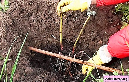 Comment planter des pivoines à l'automne dans le sol pour qu'elles ne gèlent pas et ne pourrissent pas en hiver. Soins pour les pivoines plantées à l'automne