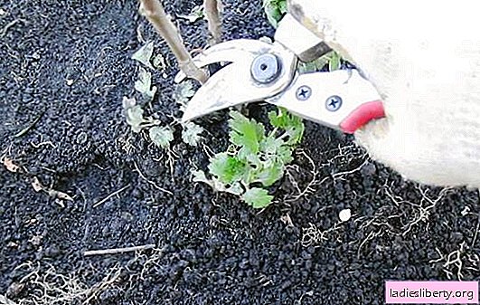 Como plantar um crisântemo jardim no outono corretamente? Escolha de mudas de crisântemo para o plantio de outono (foto)