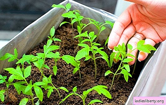 How to plant tomatoes for open ground: the best varieties, sowing dates and growing rules. The scheme of planting tomatoes in the ground
