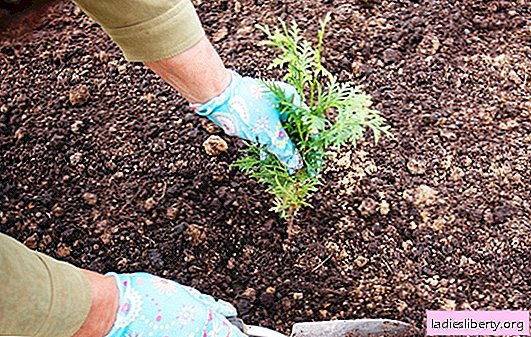 Како посадити одмрзавање у јесен и припремити га за зимовање. Садржи јесењу садњу тхуја: фотографије, савети и трикови