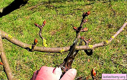 How to prune a pear properly and when to do it are important recommendations. Methods and rules for pruning pears at different times of the year