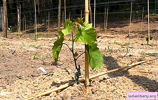 Cómo preparar y plantar uvas en otoño. Características de plantar uvas en plántulas de otoño
