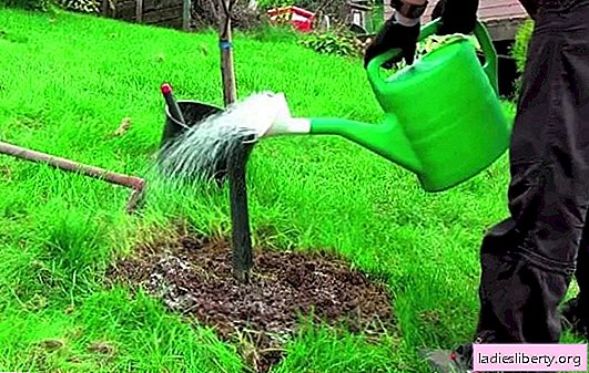 How to properly feed apple trees in spring: how, and when to fertilize trees in the garden. Fertilizing rules for apple trees in spring