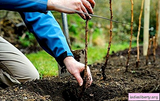 Como plantar framboesas frutíferas grandes no outono. Vantagens e características do plantio de outono em diferentes regiões, a escolha de mudas
