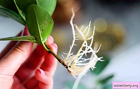 How to propagate different types of ficus at home. All methods with recommendations, step-by-step instructions and photos