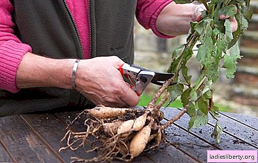 How to properly preserve flower bulbs and rhizomes until spring at home. Preparing planting material for storage, creating suitable conditions