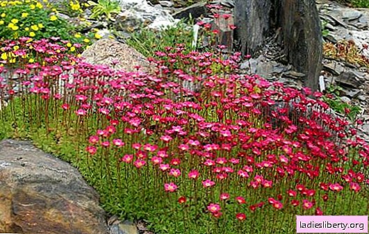 How to care for a saxifrage? Raising a saxifrage: the secrets of planting and caring for a mountain plant