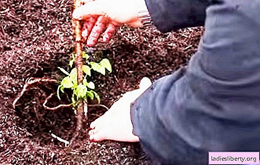 Comment planter des framboises à l'automne. Existe-t-il une différence entre la plantation de variétés de framboises régulières et la réparation de variétés de framboises en automne?
