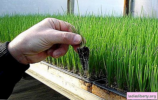 Cómo cultivar plántulas de cebolla: fechas de siembra en diferentes regiones, la elección de la variedad. Las plántulas de cebolla cuidan desde las plántulas hasta la plantación en el suelo