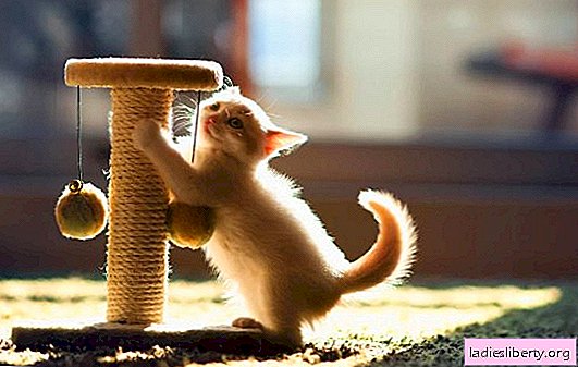 Wie man ein Kätzchen an einen Kratzbaum gewöhnt: Video- und Trainingstipps. Verhaltensmerkmale, wie bringt man einem Kätzchen einen Kratzbaum bei?