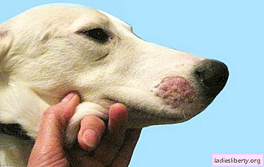 Cum să recunoască ciuperca la câini, simptomele bolii. Ce este ciuperca periculoasă la câini, metode de tratament și prevenire