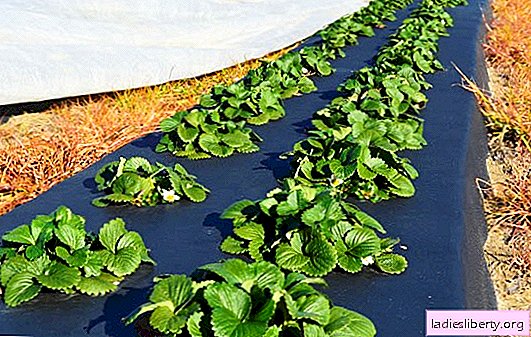 Hur planterar jag jordgubbar på svart täckmaterial, hur planterar jag? Alla fördelarna med att plantera jordgubbar under täckmaterial