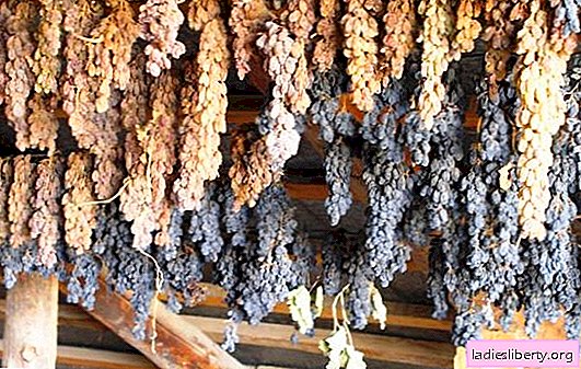 Comment faire des raisins secs à partir de raisins à la maison - gardez la récolte! Tous les moyens et astuces pour préparer de bons raisins secs à partir de raisins à la maison
