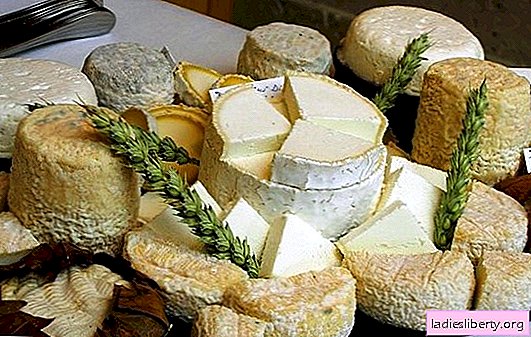 Cómo hacer queso de cabra en casa: ideas para una pequeña empresa con sanciones en mente. ¡El queso de cabra casero es mejor!