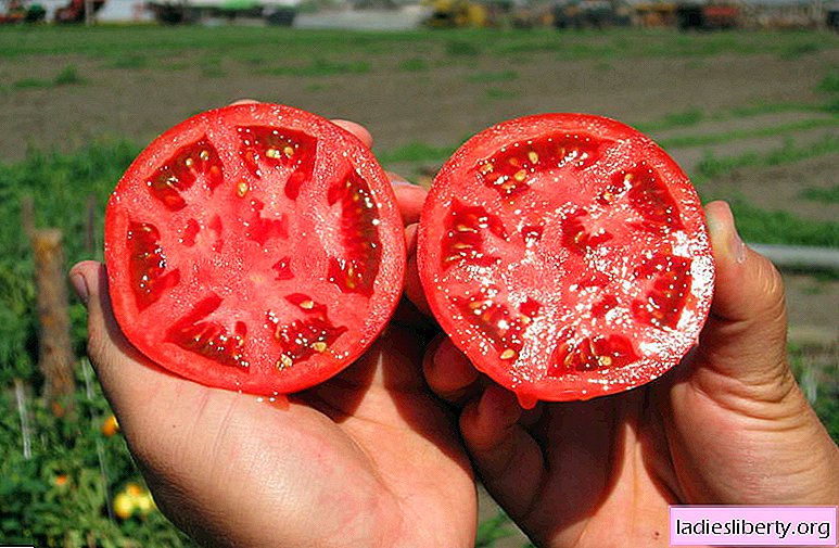Cómo recolectar semillas de sus tomates correctamente: todos los métodos y consejos para elegir tomates para semillas. Reglas para secar y almacenar semillas