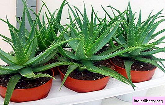 Jak dbać o aloes w domu: sekrety rosnącego leczniczego kaktusa. Tajemnice przesadzania i hodowli aloesu