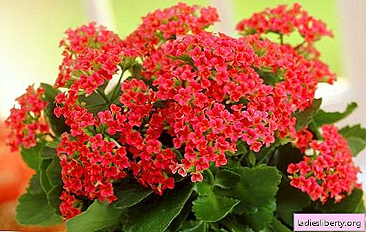 How to care for indoor Kalanchoe to grow a flower with large leaves: features of watering. Why does not Kalanchoe bloom?