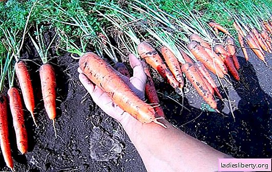 Cómo elegir la mejor variedad de zanahorias para campo abierto: consejos para jardineros. Las mejores variedades de zanahorias tempranas, medias y tardías para el carril central, la región de Moscú, los Urales y Siberia.